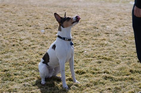 The Decker and Old Dominion Terrier has. . Decker rat terrier hunting
